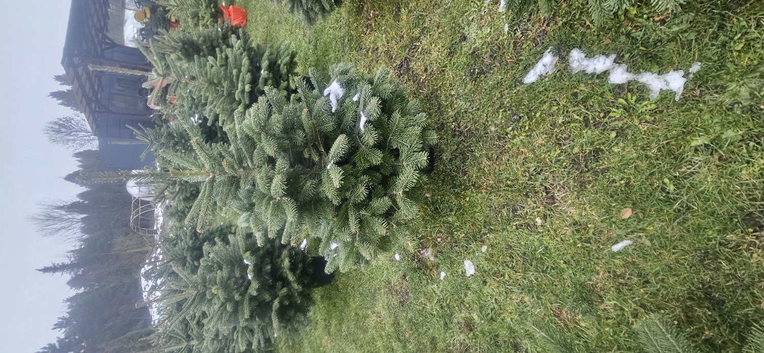 Choinka ze śniegiem z bliska