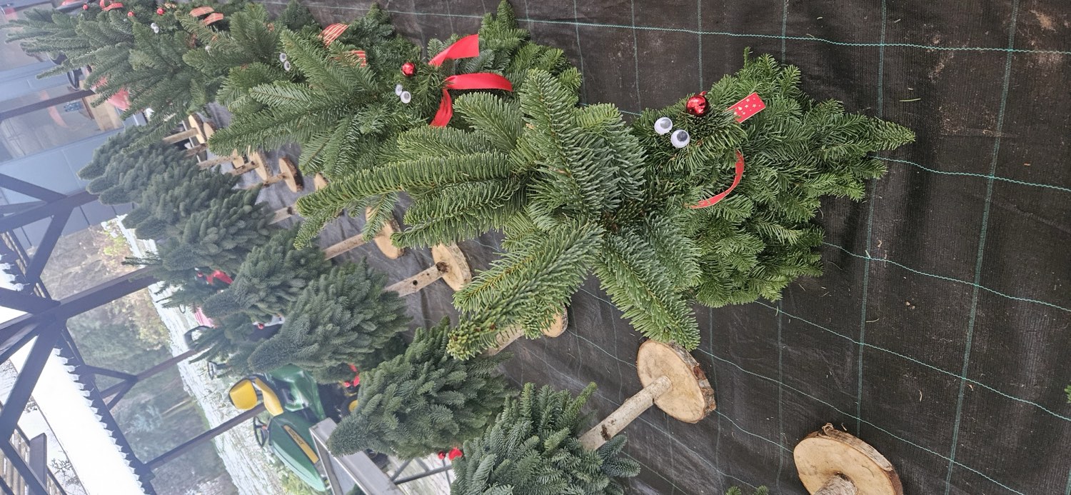 Choinki ozdobione jako świąteczne dekoracje