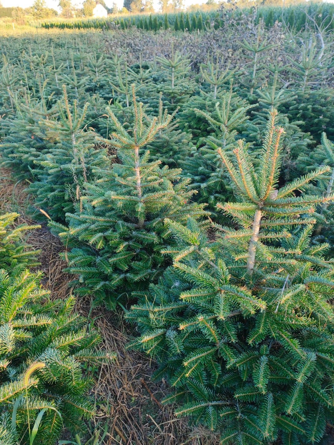 Rzędy młodych choinek na plantacji latem