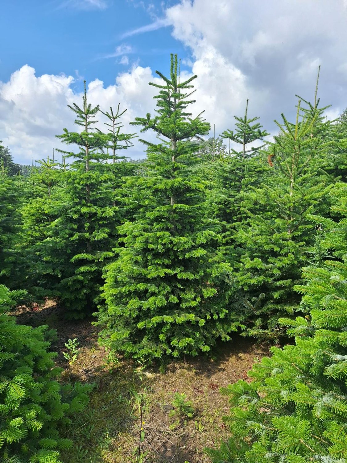 Rzędy choinek na plantacji w letnim słońcu