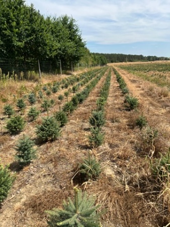 Rzędy młodych świerków na plantacji