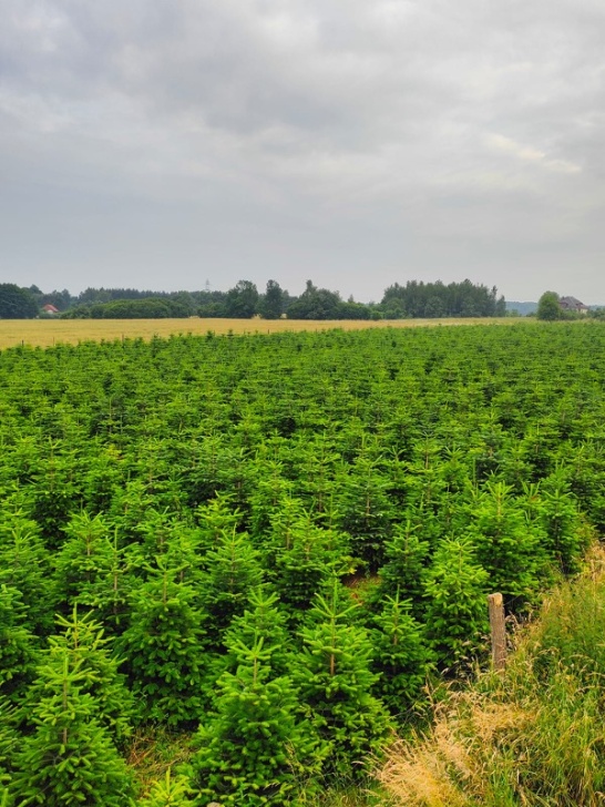 Szeroki widok plantacji choinek pod pochmurnym niebem