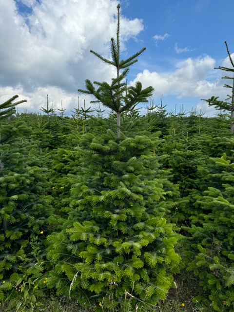 Świerk na plantacji w słoneczny dzień
