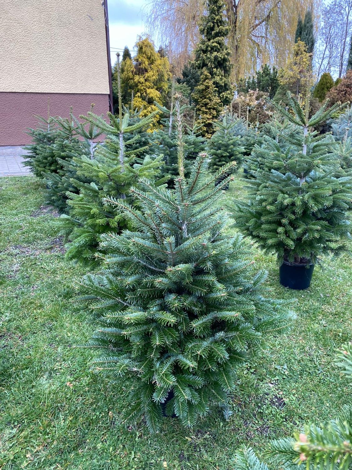 Pojedyncza choinka w przydomowym ogrodzie