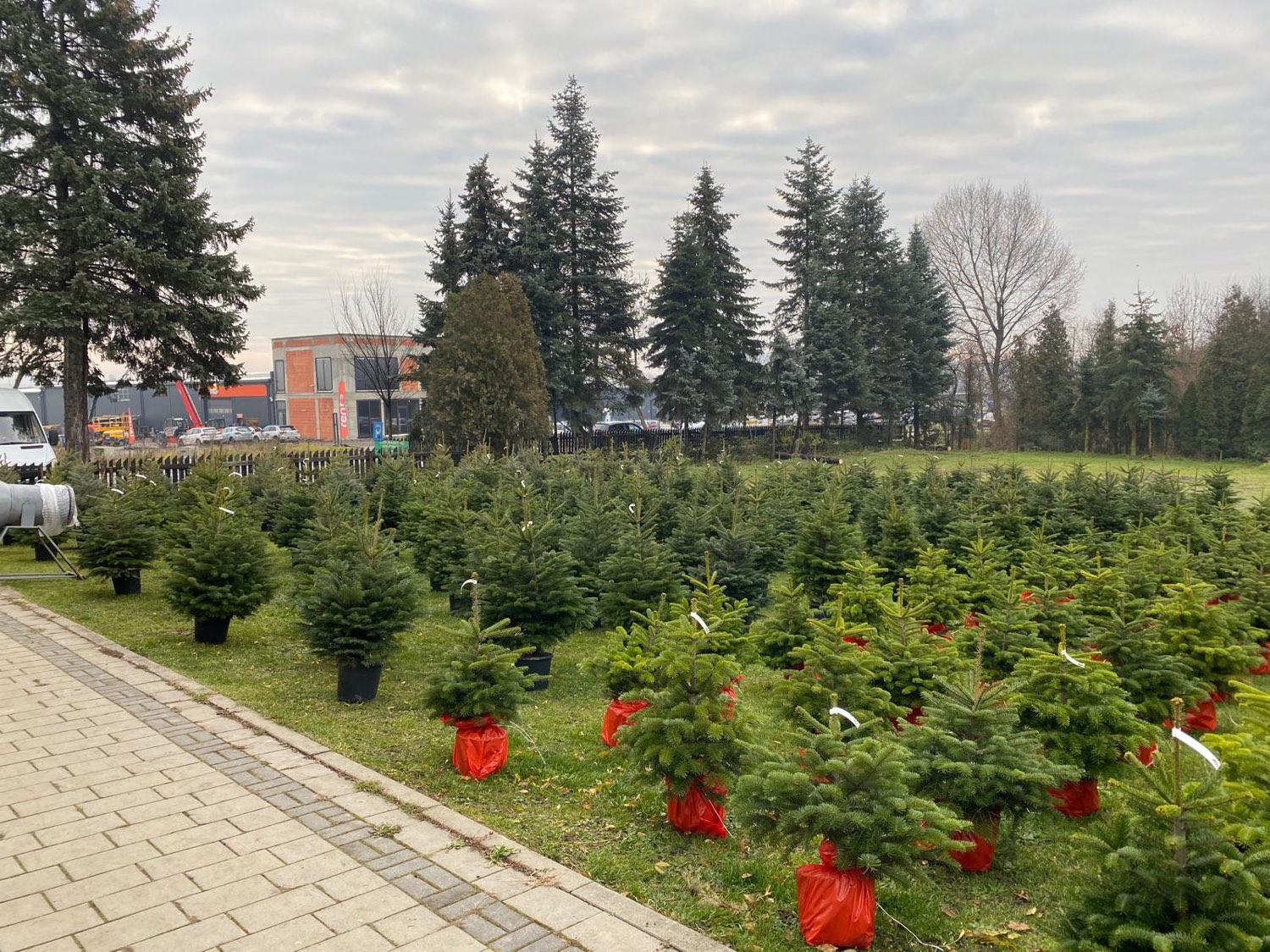 Owinięte choinki w punkcie sprzedaży