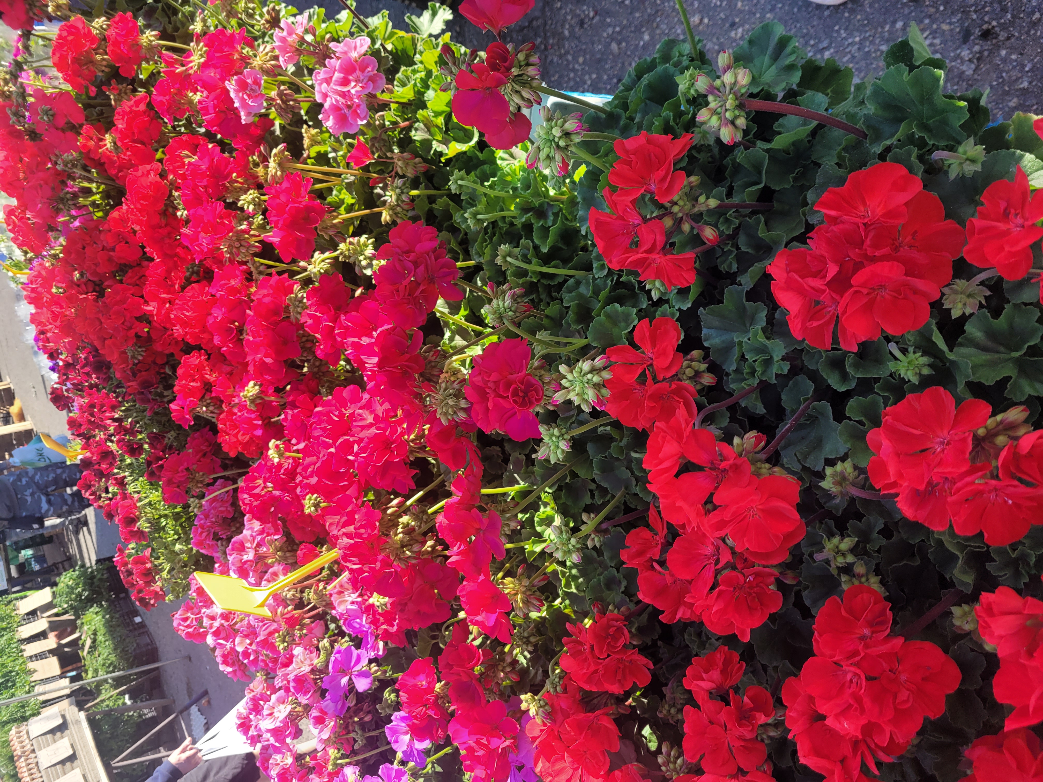 Rząd czerwonych i różowych pelargonii