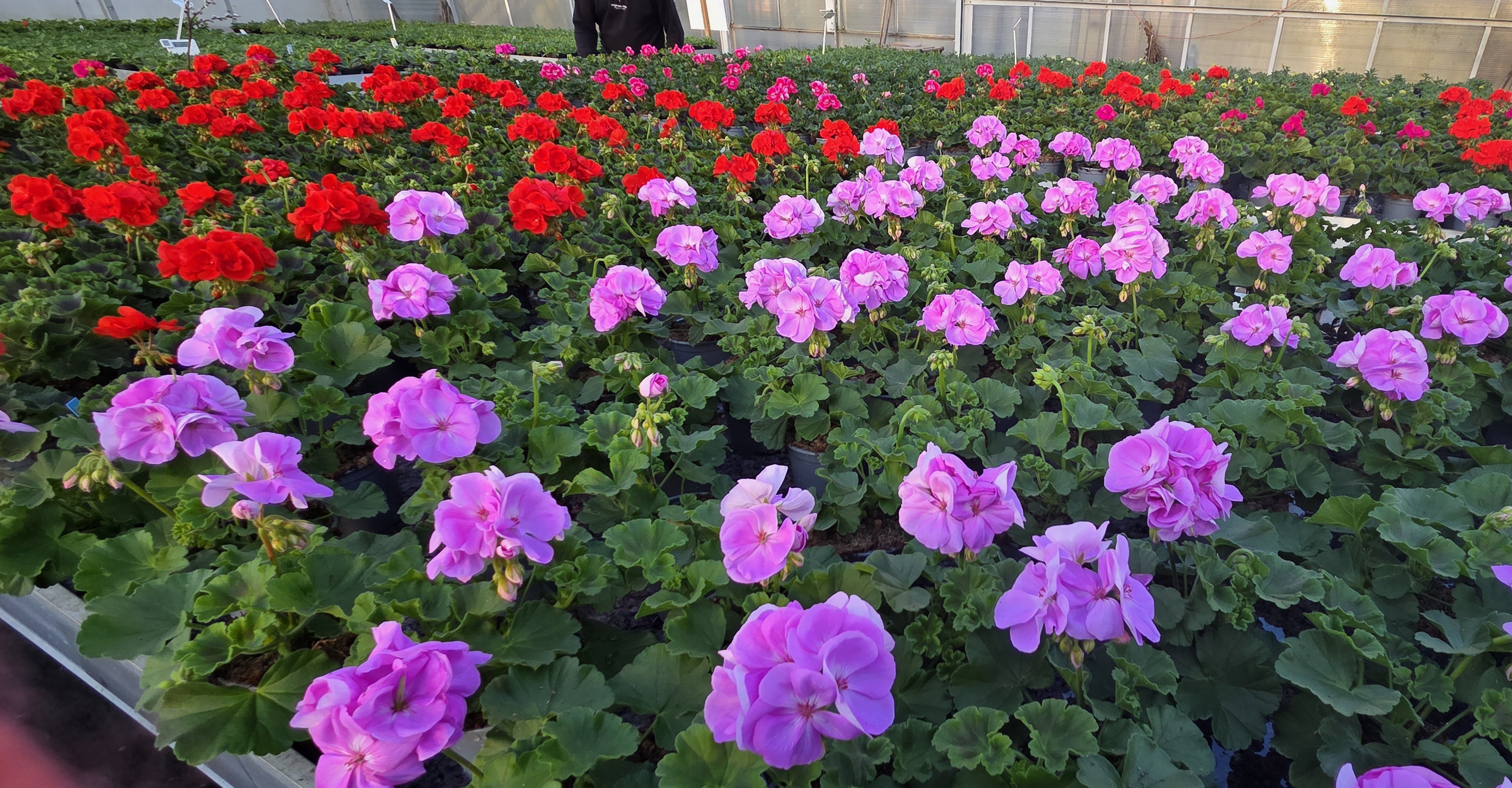 Rzędy czerwonych i różowych pelargonii w szklarni