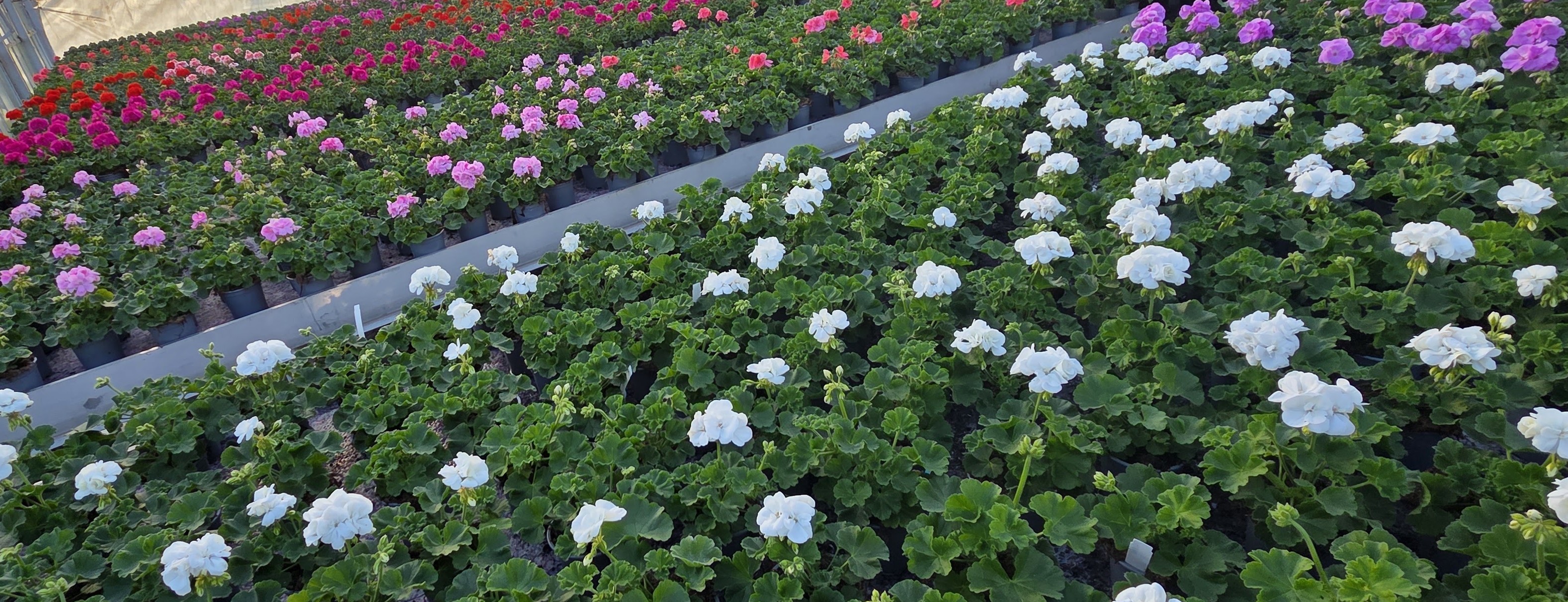 Rzędy białych i różowych pelargonii w szklarni