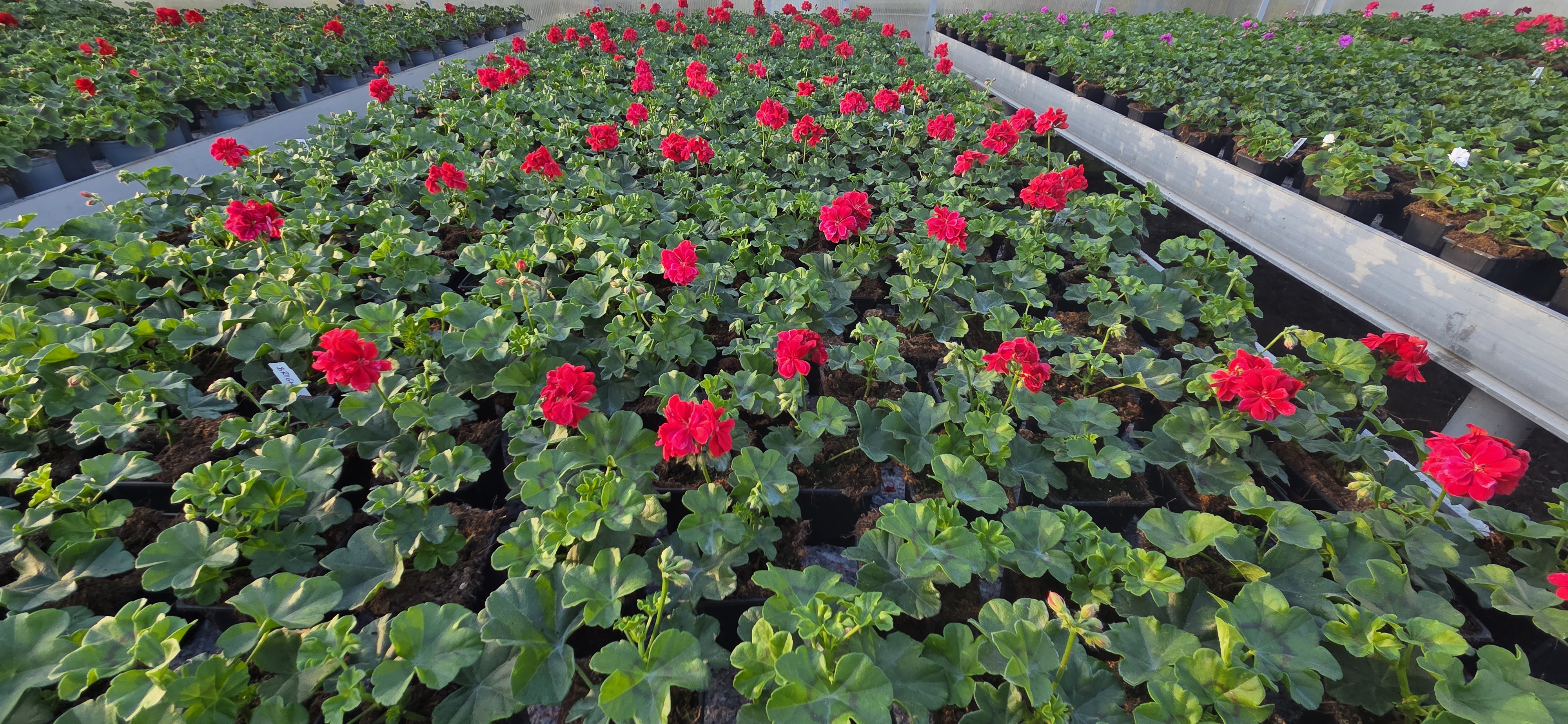 Rzędy czerwonych pelargonii w szklarni