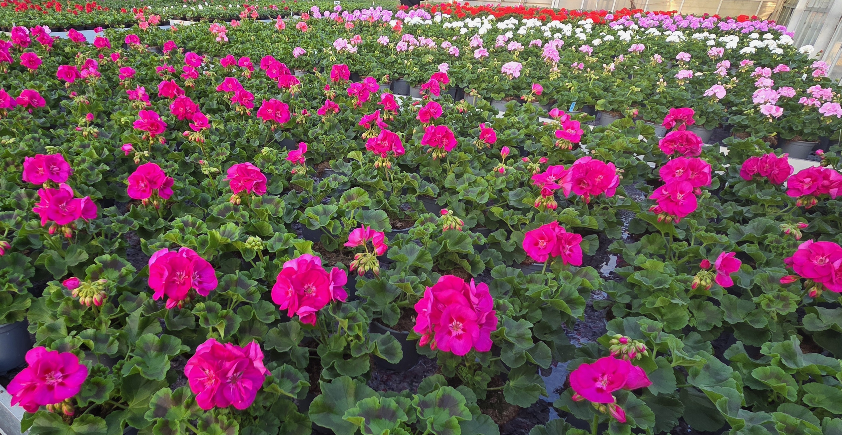 Rzędy magentowych pelargonii w szklarni