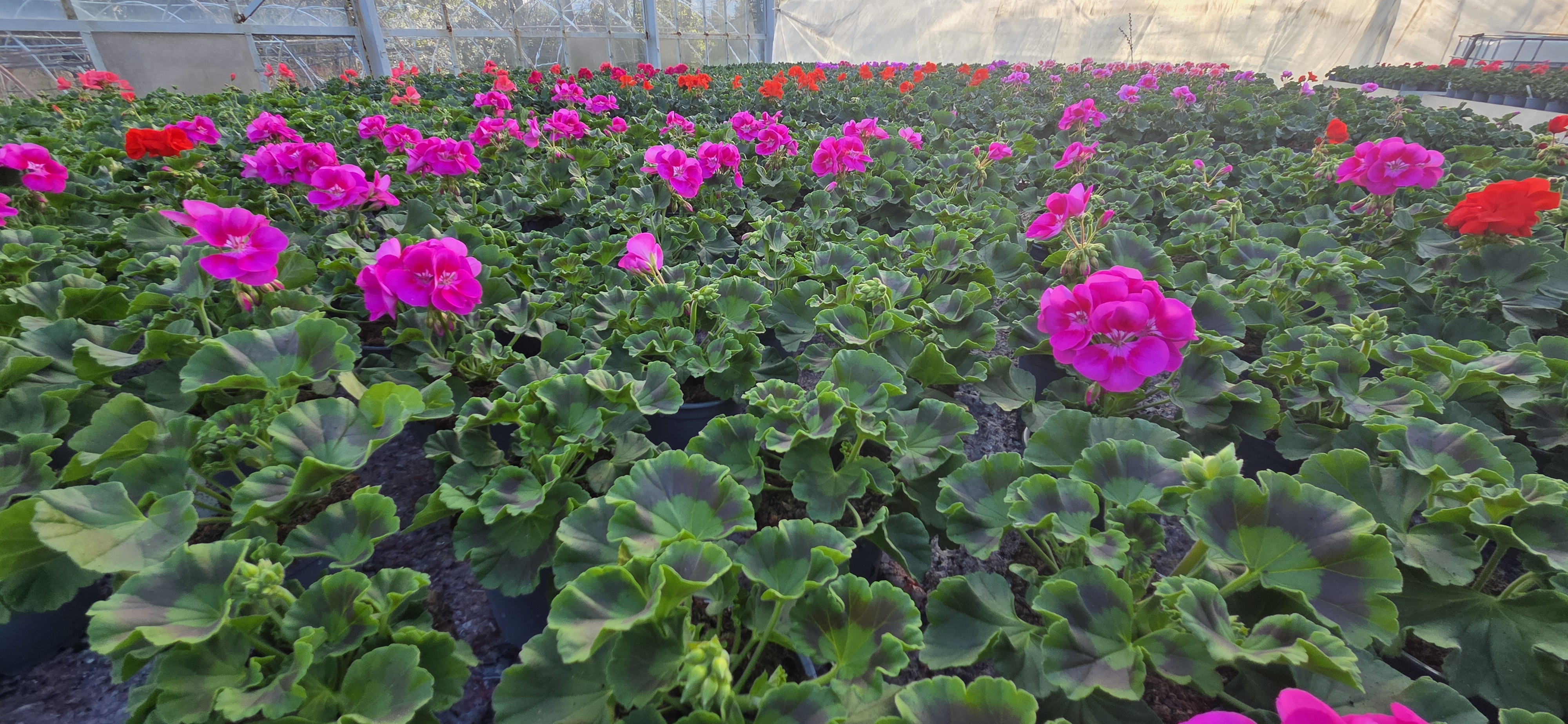Kolorowe pelargonie w donicach w szklarni