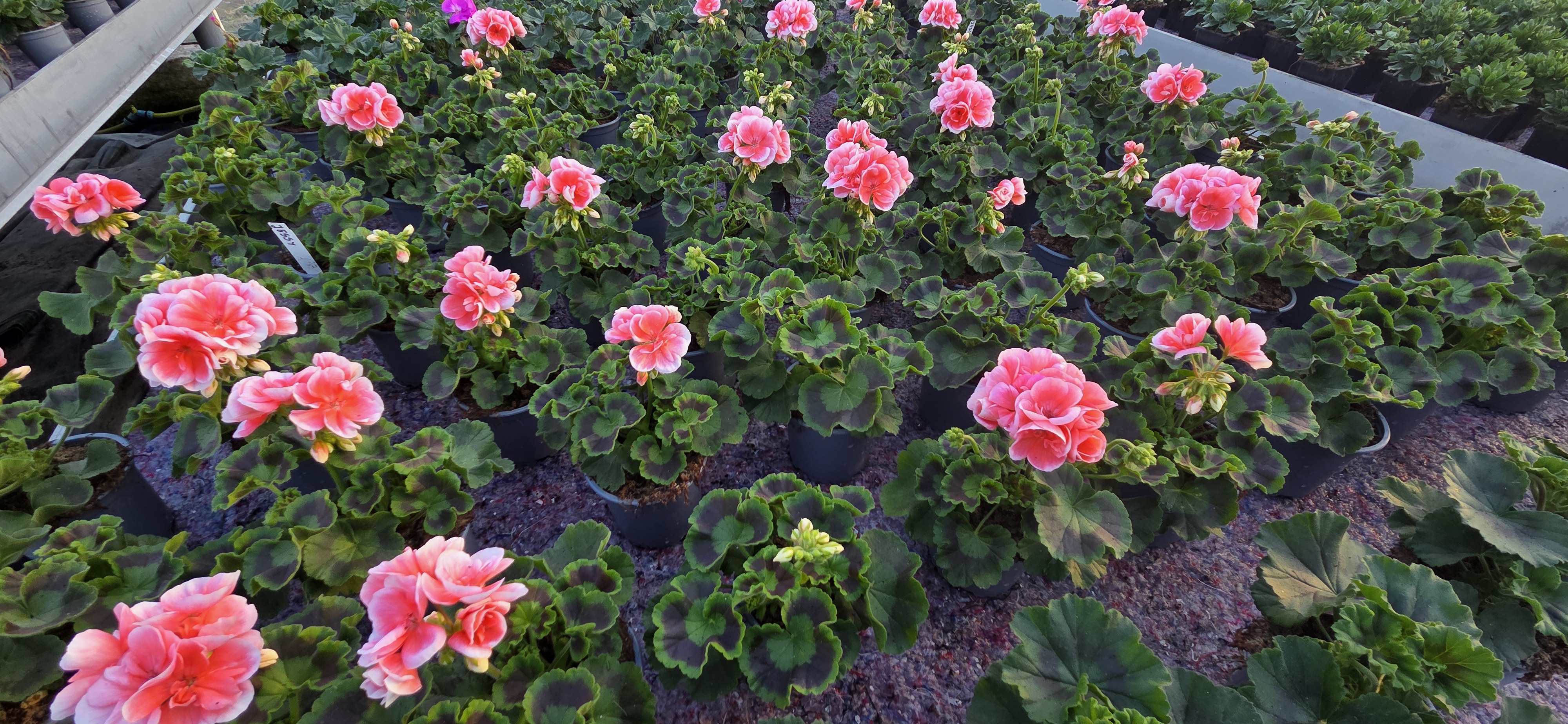 Łososiowo-różowe pelargonie w szklarni