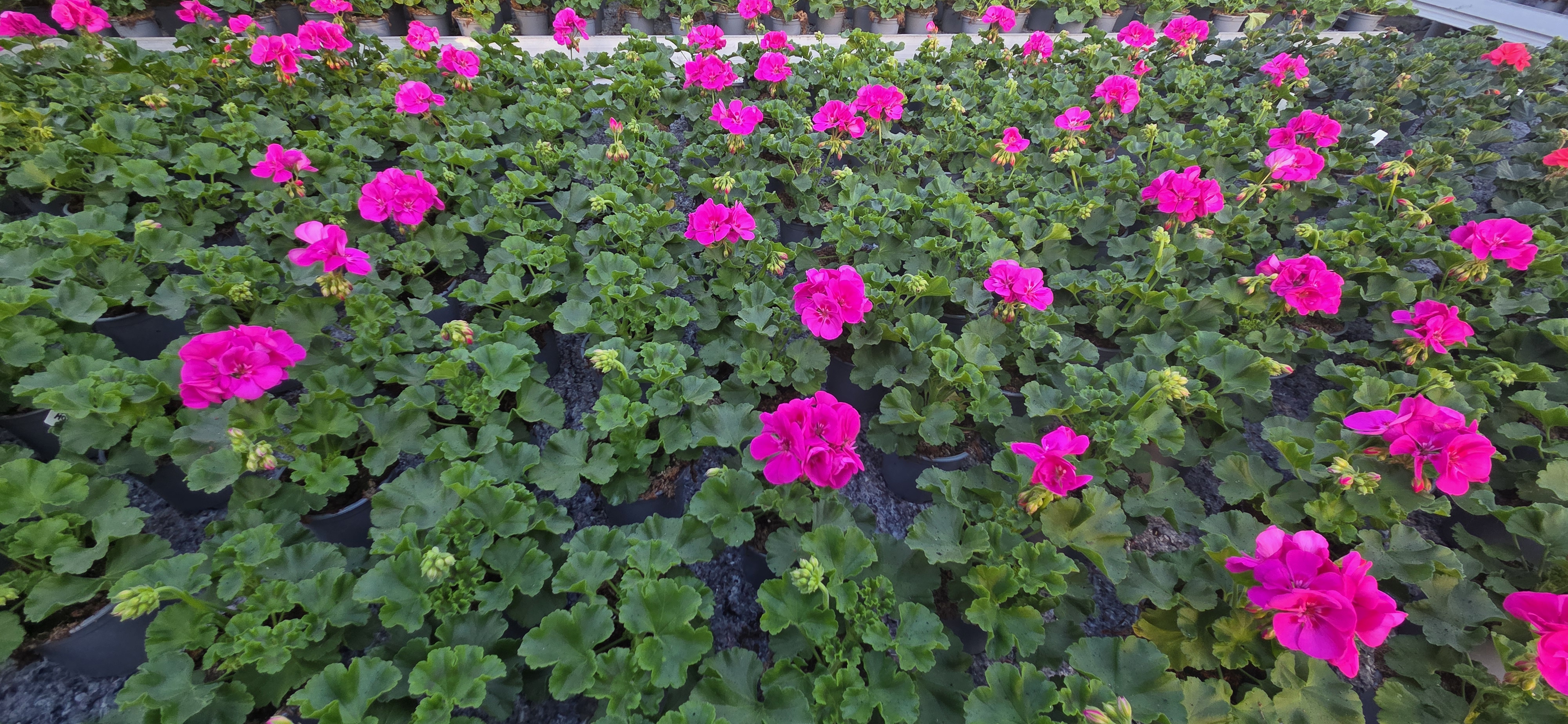 Magentowe pelargonie w rzędach donic
