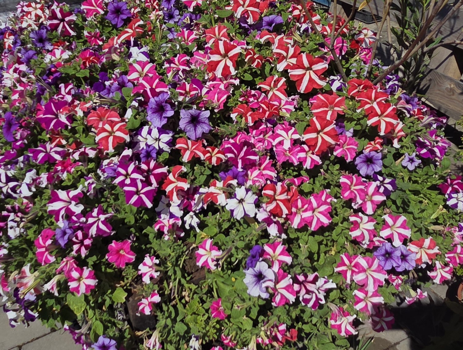 Czerwono-białe pasiaste petunie w kompozycji balkonowej