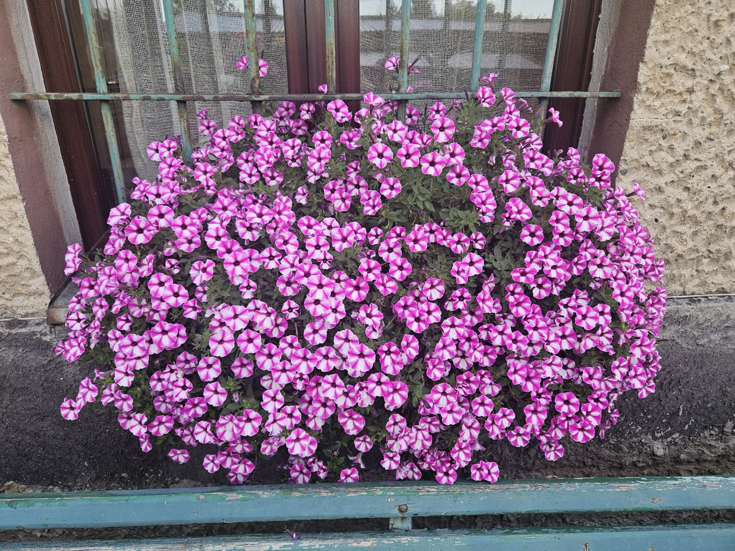Purpurowa kompozycja petunii w koszyku