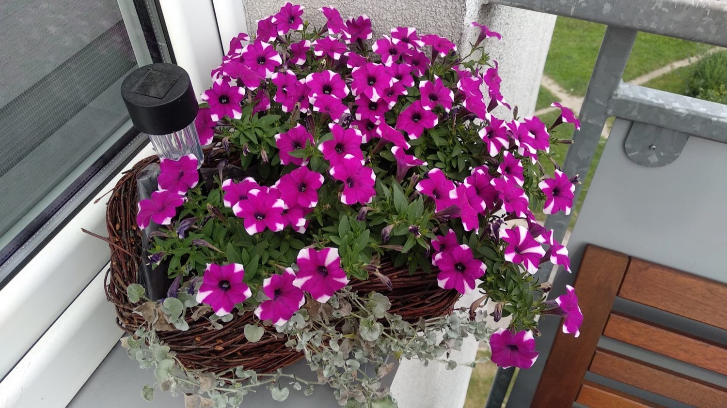 Purpurowa lobelia na rabacie przy żywopłocie