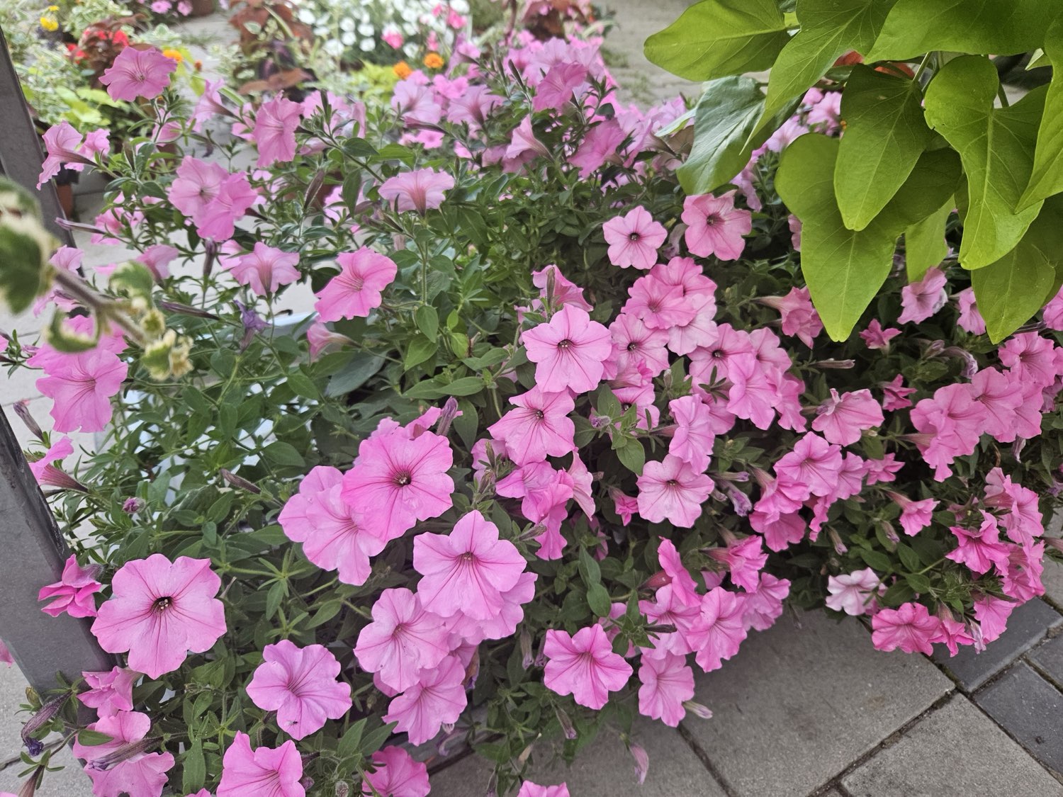 Skrzynka okienna z magenta i białymi petuniami