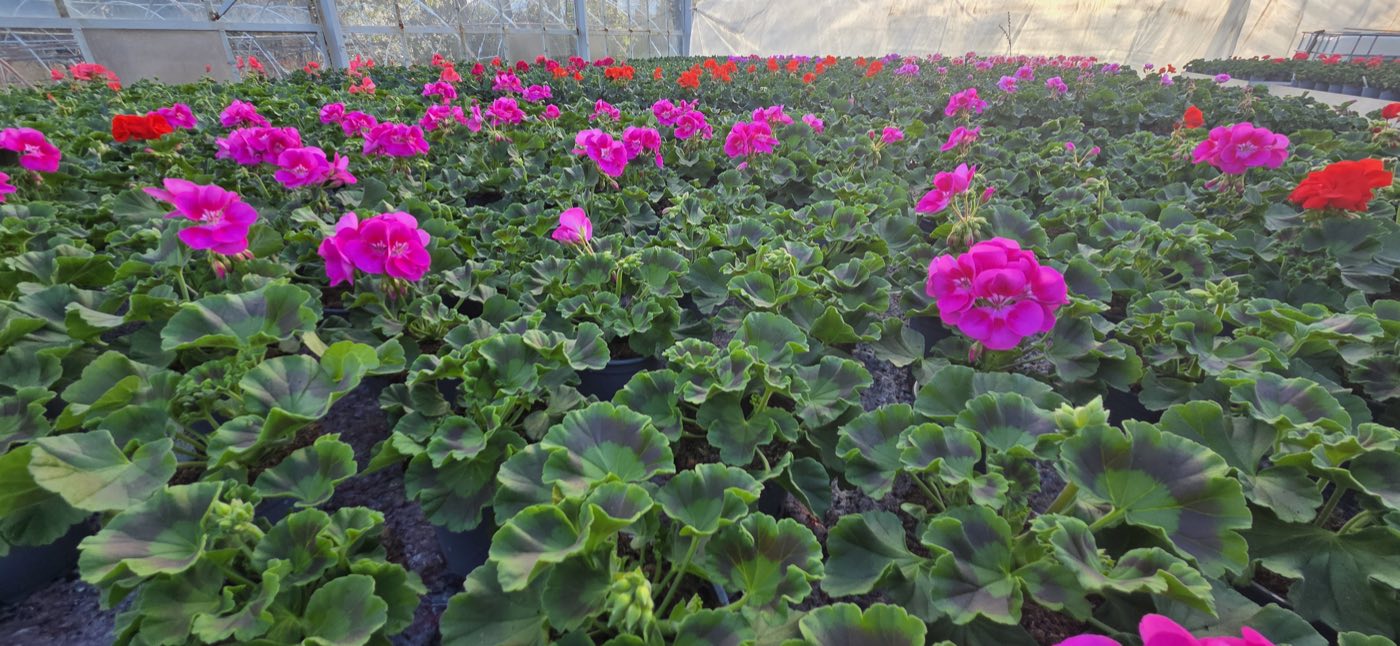 Pole białych pelargonii w tunelu foliowym