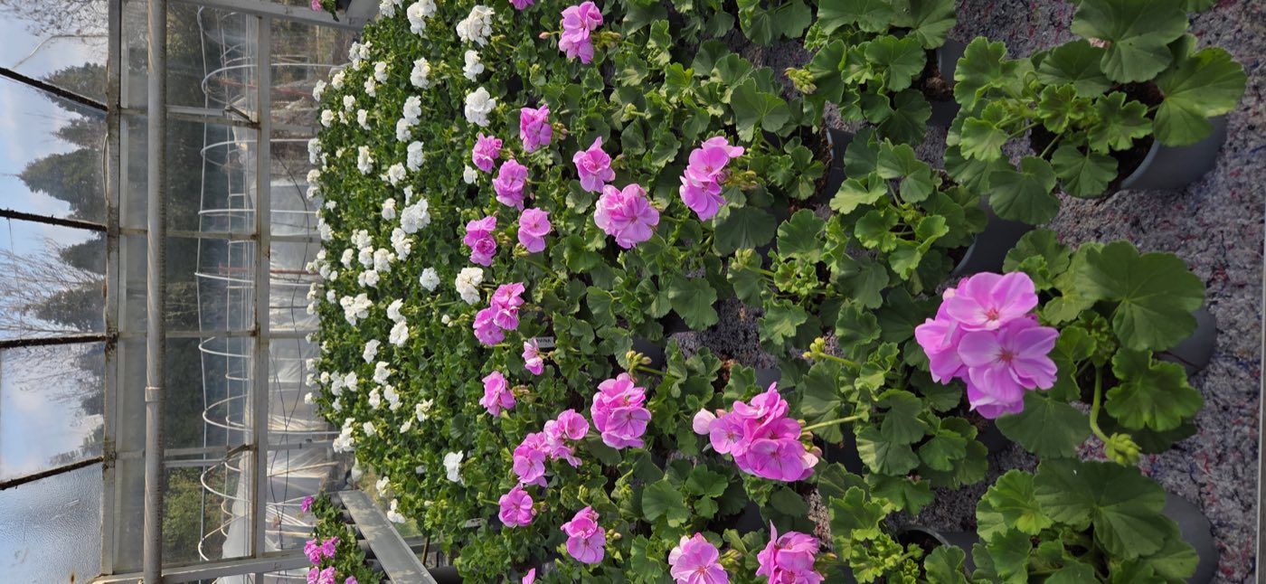 Rzędy białych pelargonii w szklarni
