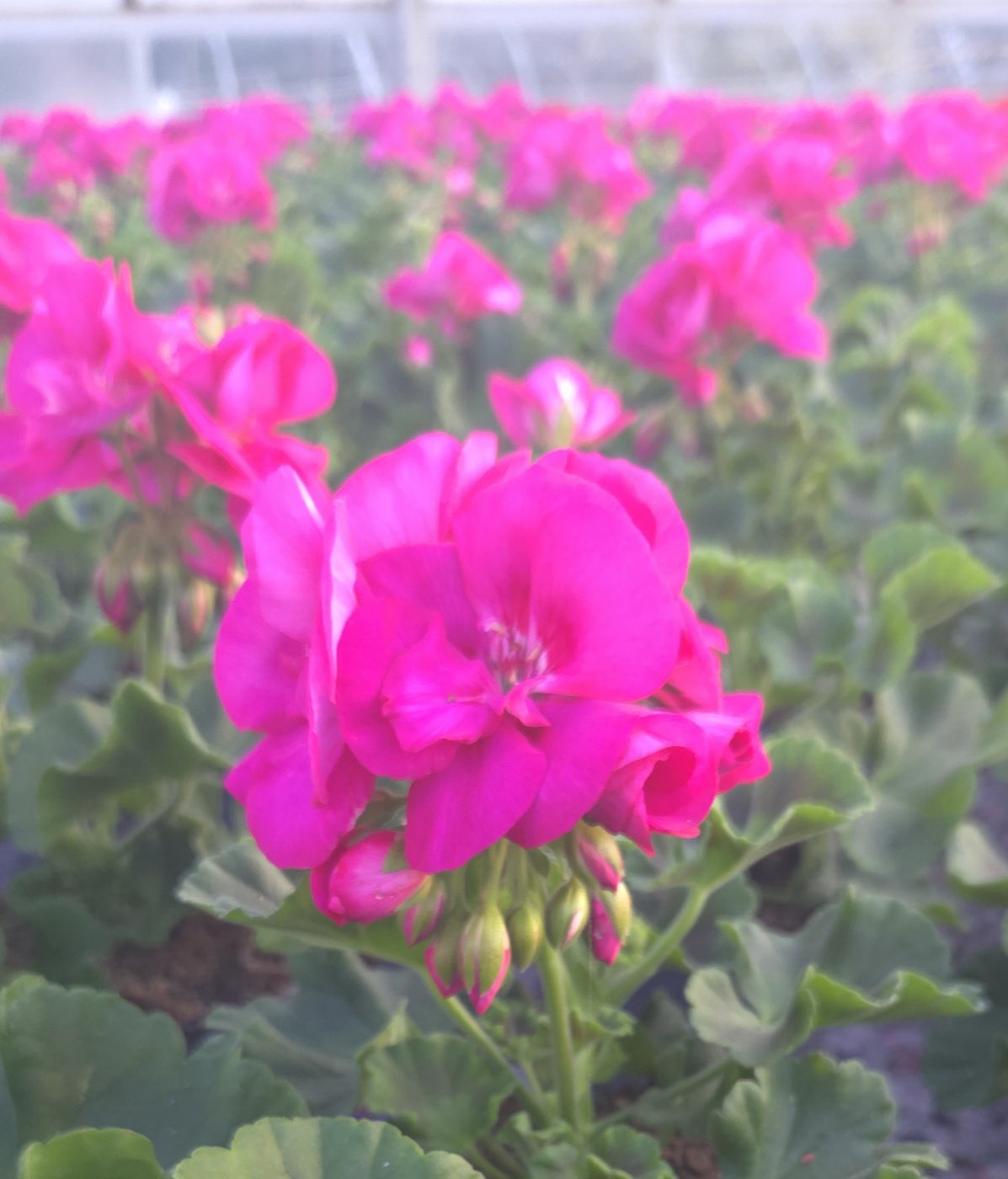 Kolejny rząd białych pelargonii w doniczkach