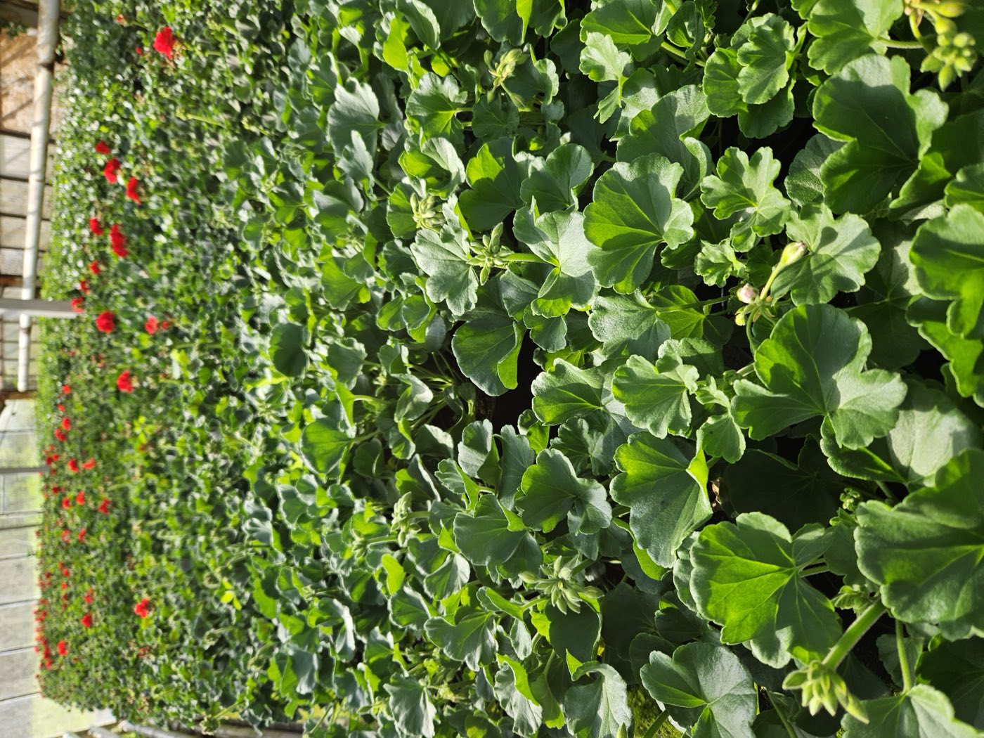 Rzędy czerwonych pelargonii w szklarni