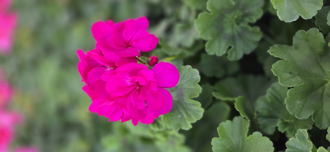Fuksjowy kwiat pelargonii z bliska
