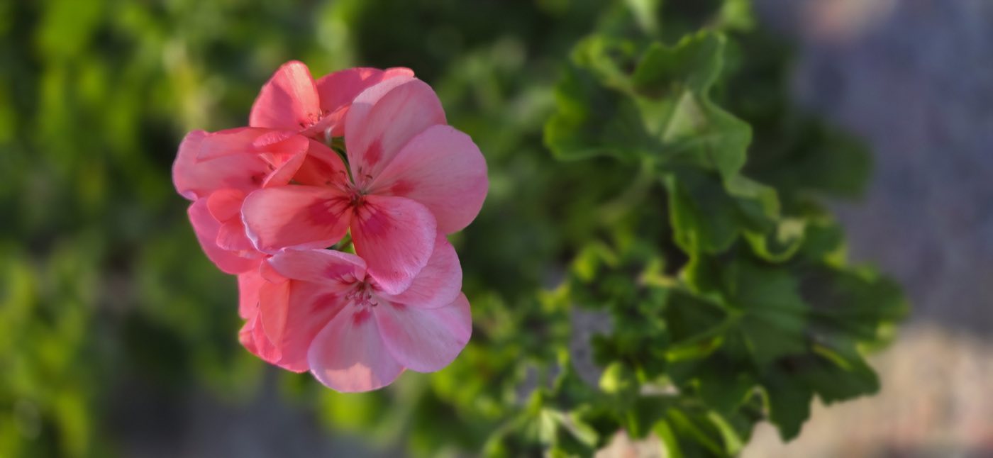 Łososiowy kwiat pelargonii z bliska