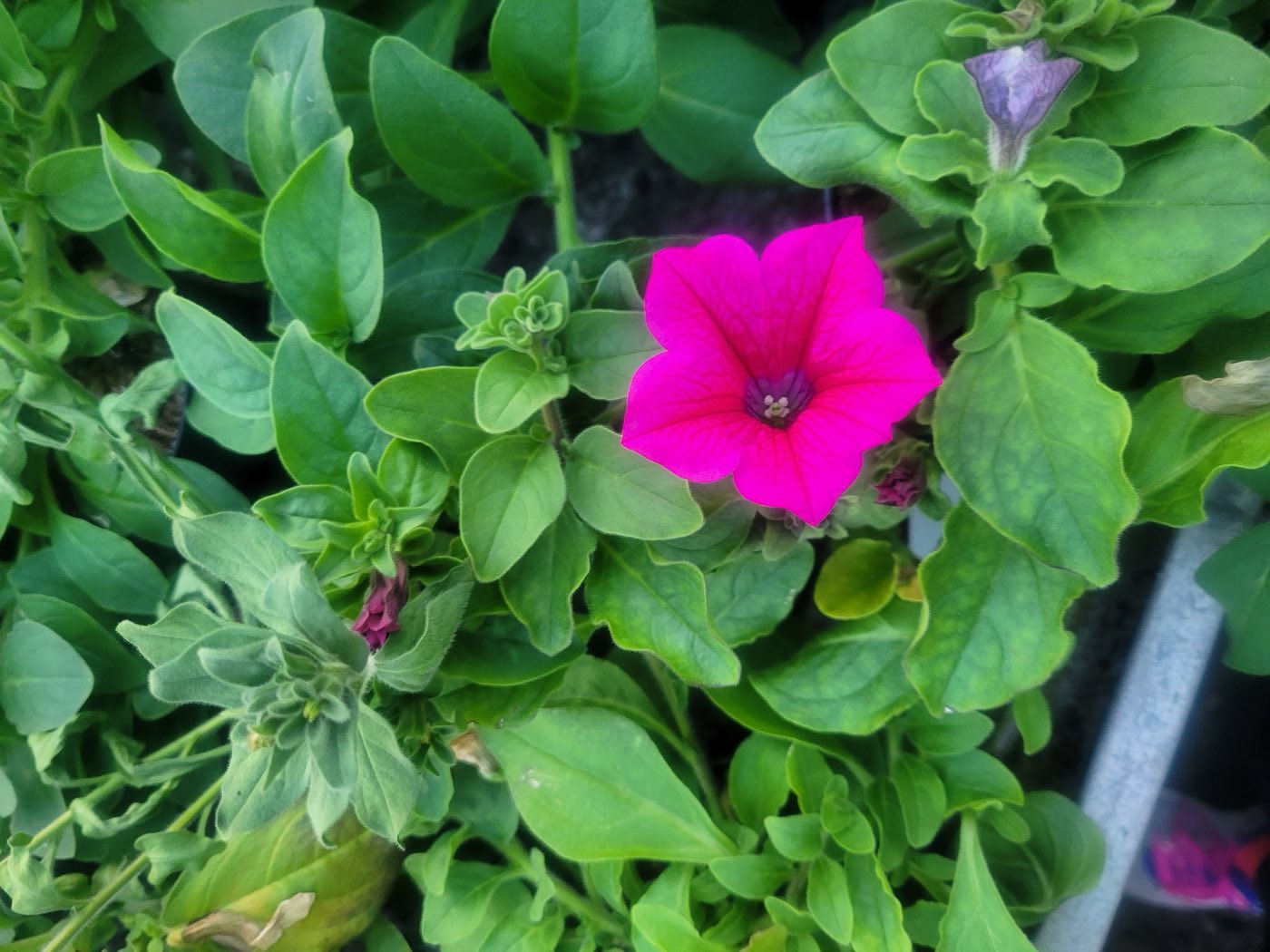 Fioletowo-różowa petunia z bliska
