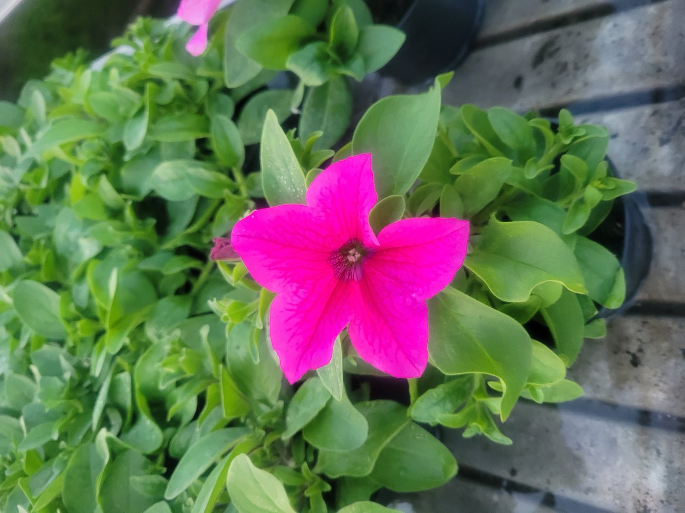 Różowa petunia z bliska